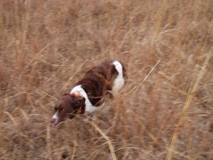 Hunting Dog, on the move