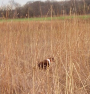 Hunting Dog, on point